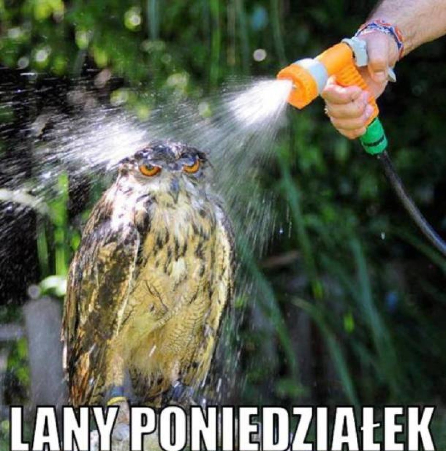 Sowa zostaje oblana w Śmigus Dyngus